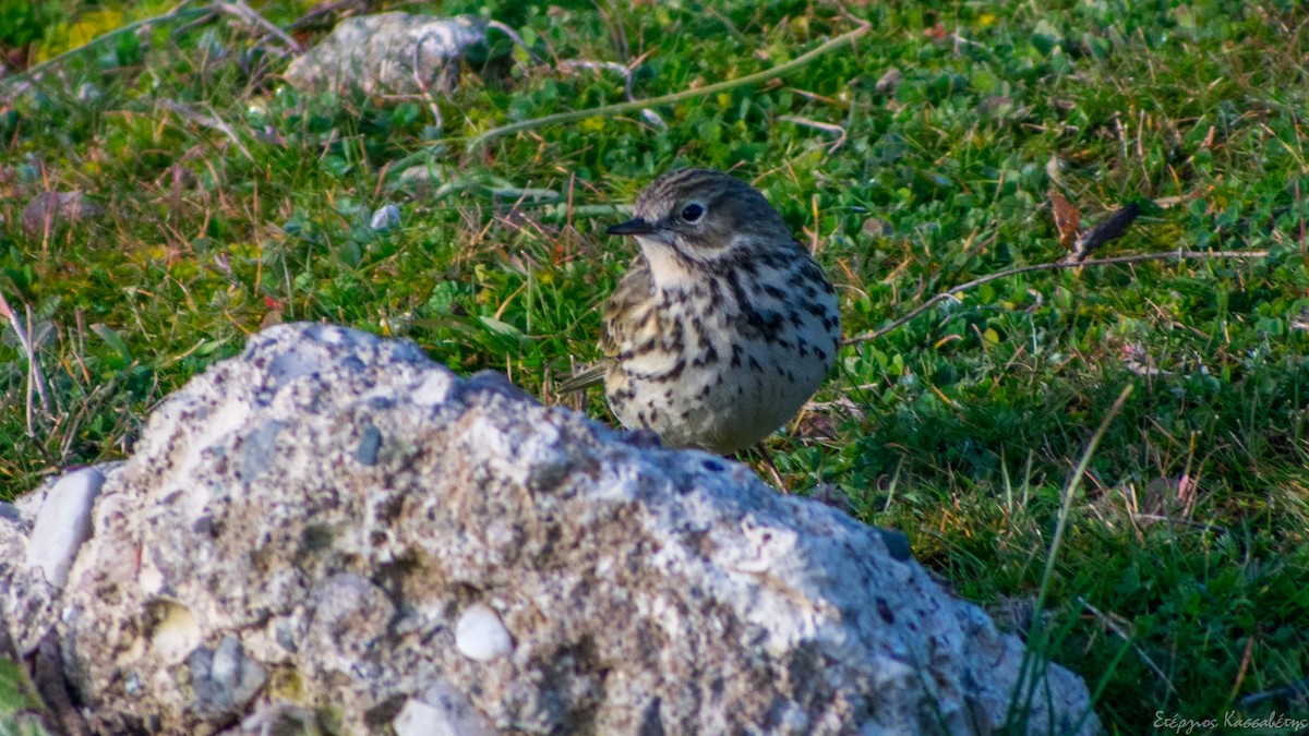 Meadow Pipit - ML613126640