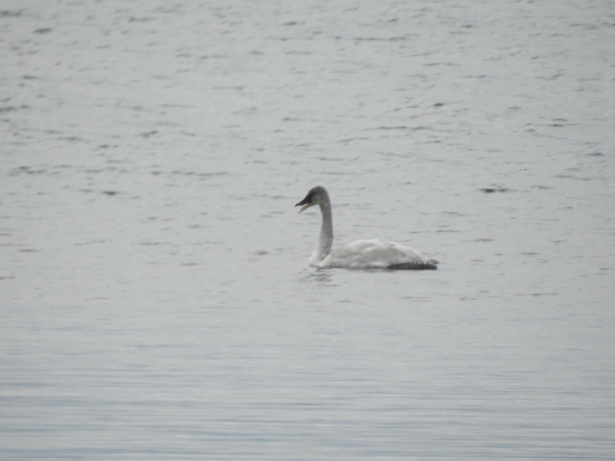 Ebird Canada Checklist Jan Kingston Cataraqui Bay Species