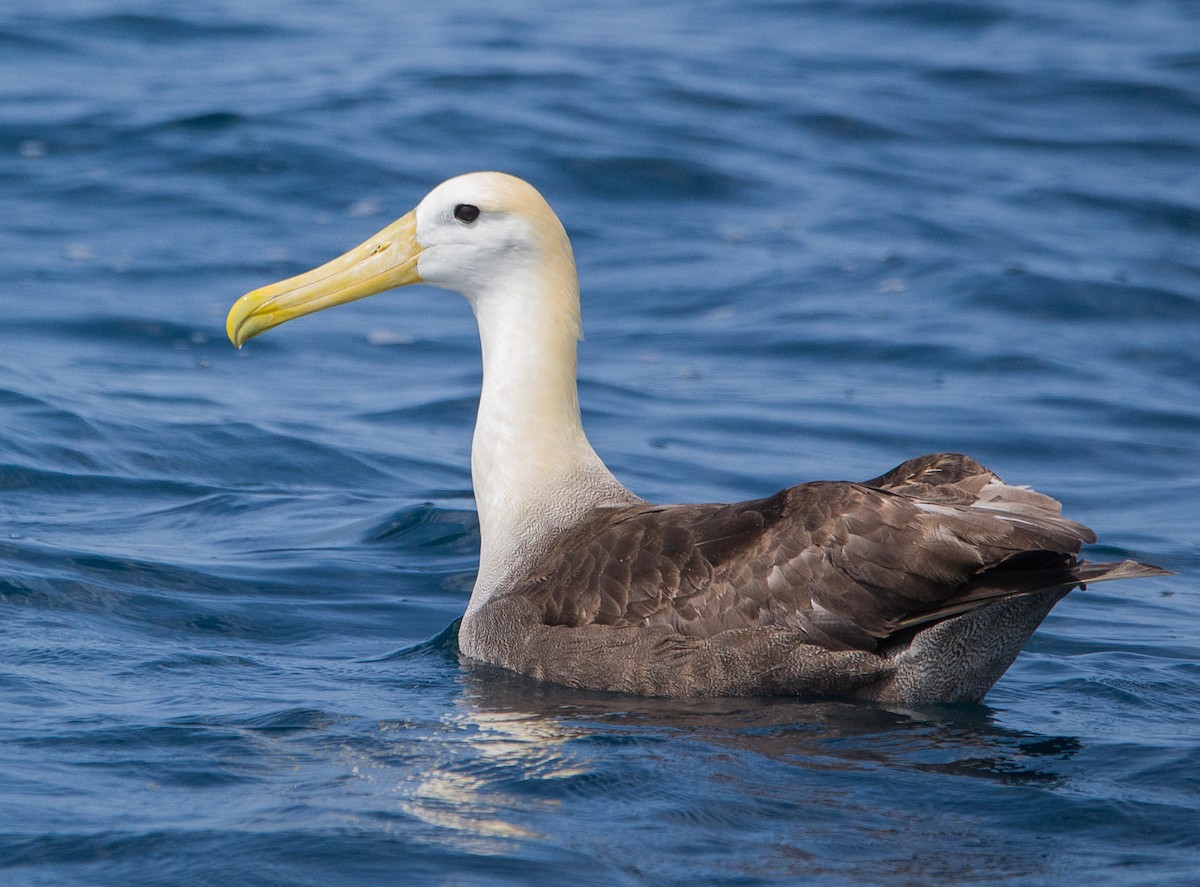 Albatros des Galapagos - ML613126832
