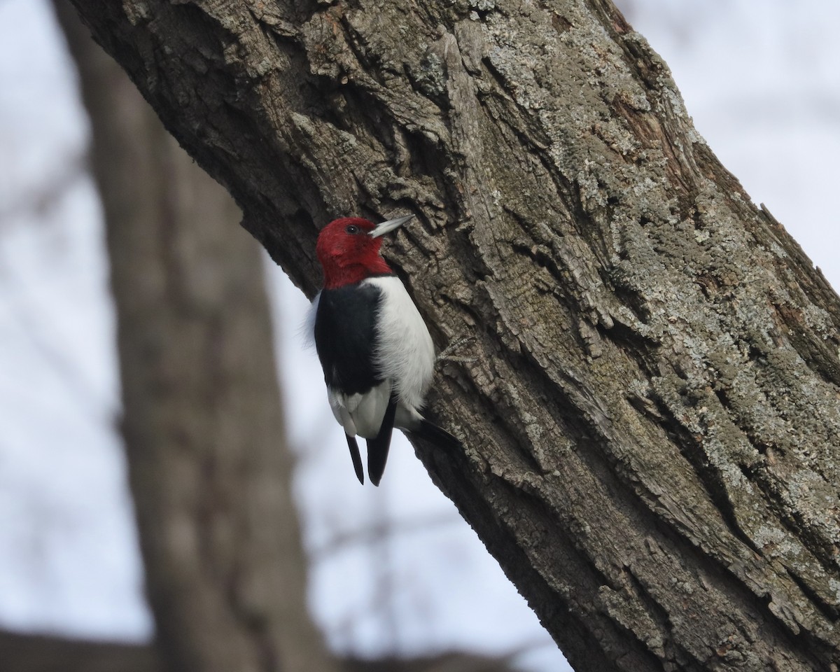 Red-headed Woodpecker - ML613126873