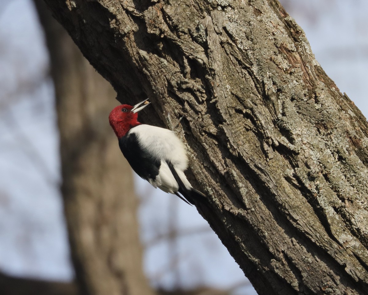 Red-headed Woodpecker - ML613126874