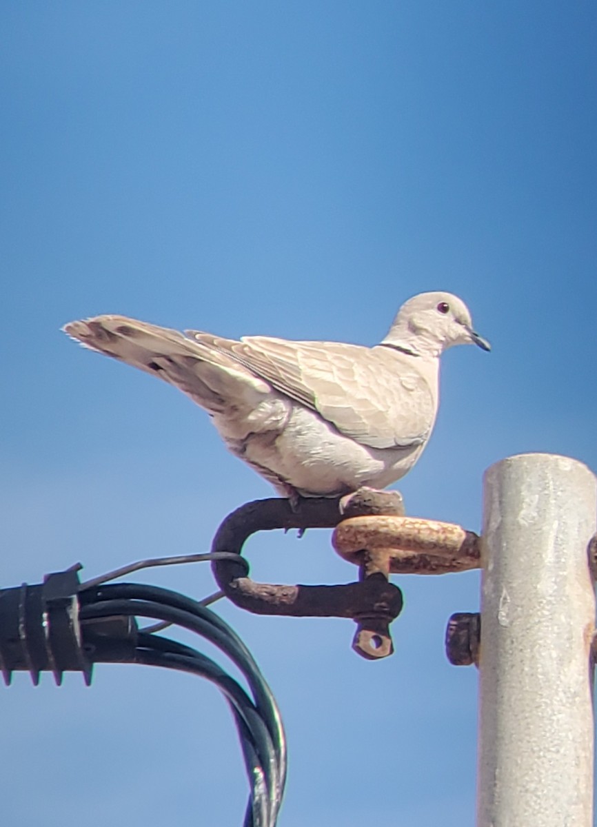 African Collared-Dove - ML613127380