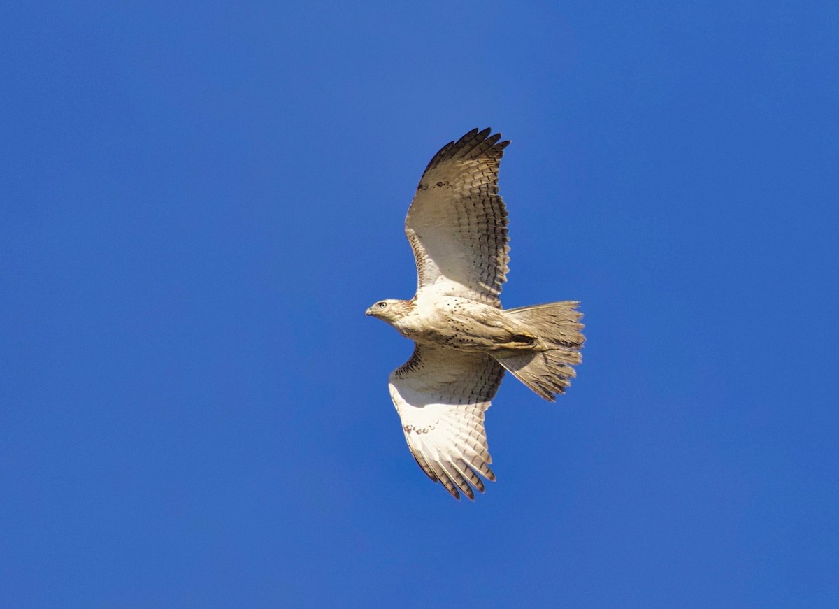 Red-tailed Hawk - ML613127567