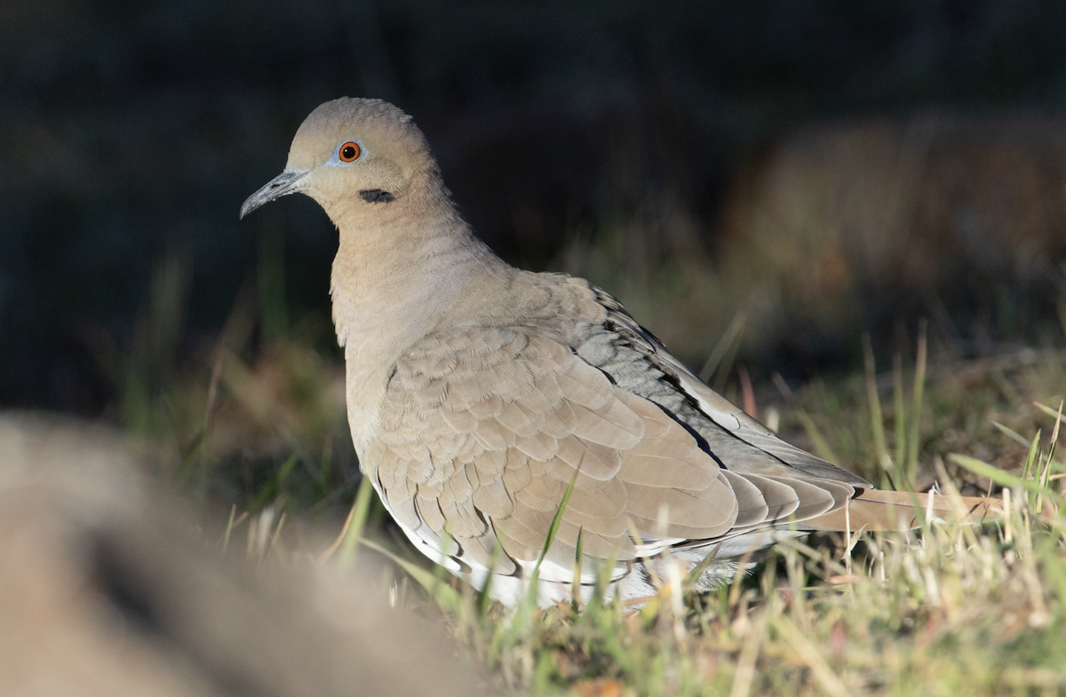White-winged Dove - Robyn Waayers
