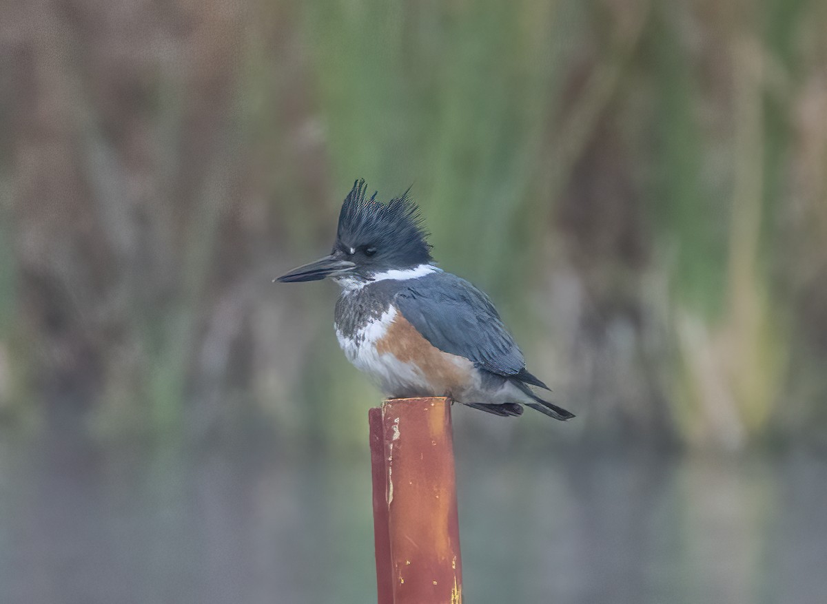 Belted Kingfisher - ML613127656