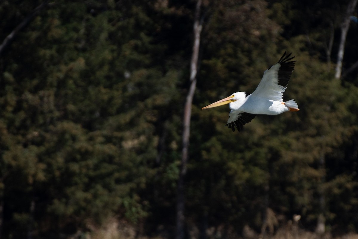 American White Pelican - ML613127695