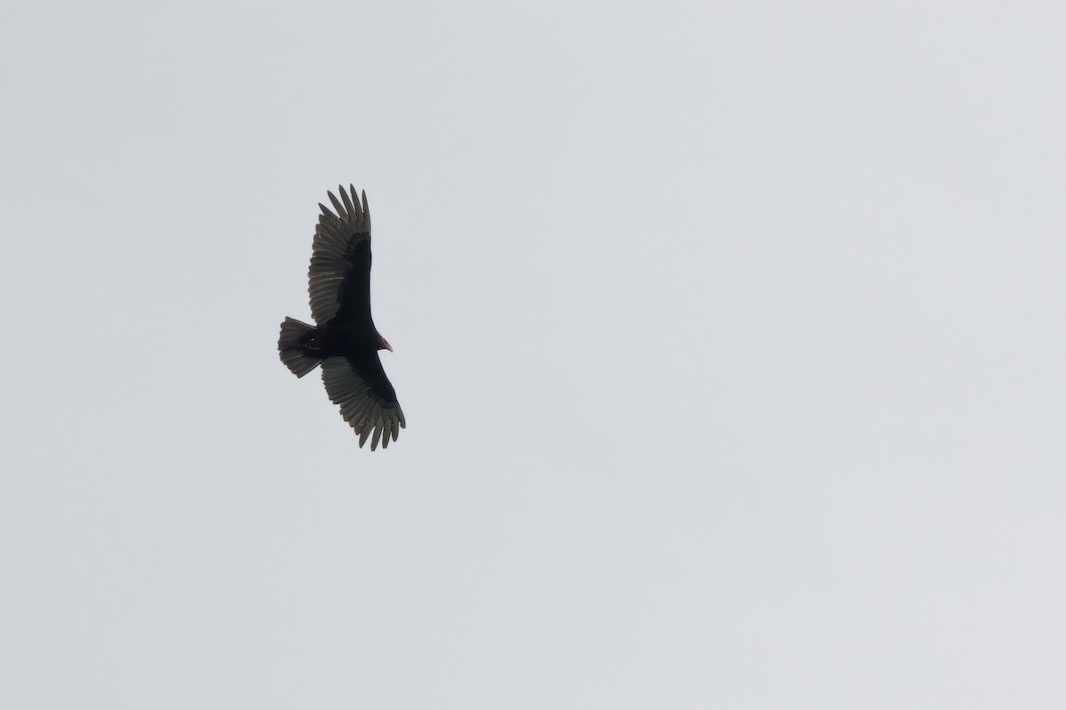 Turkey Vulture - ML613127735