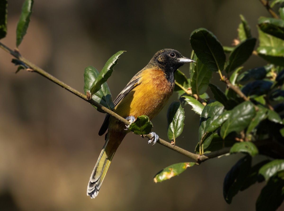 Orchard Oriole - ML613127837