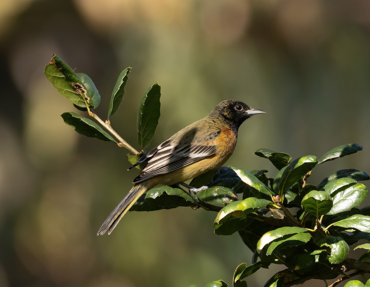 Orchard Oriole - ML613127861