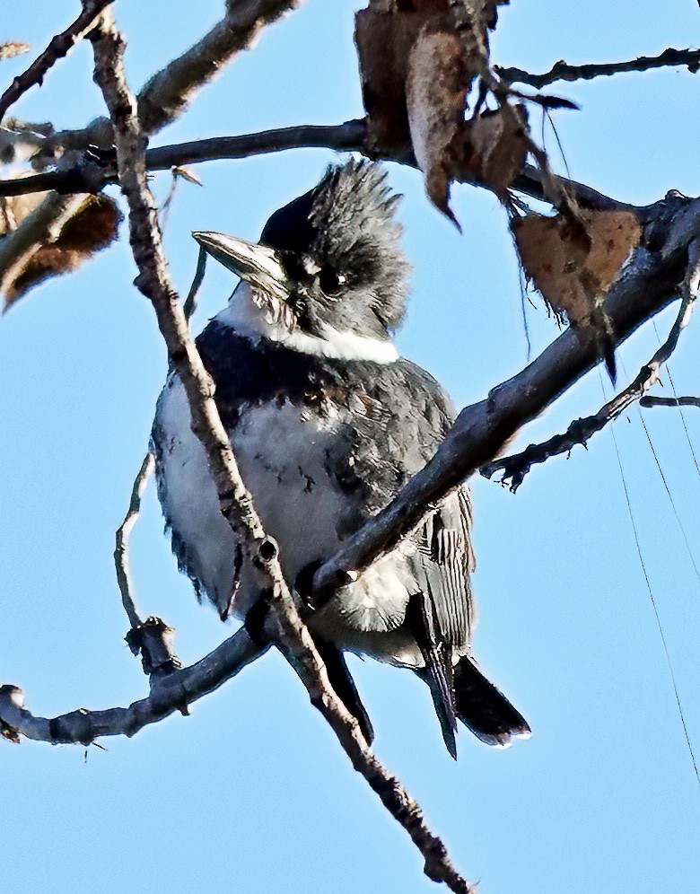 Belted Kingfisher - ML613127863