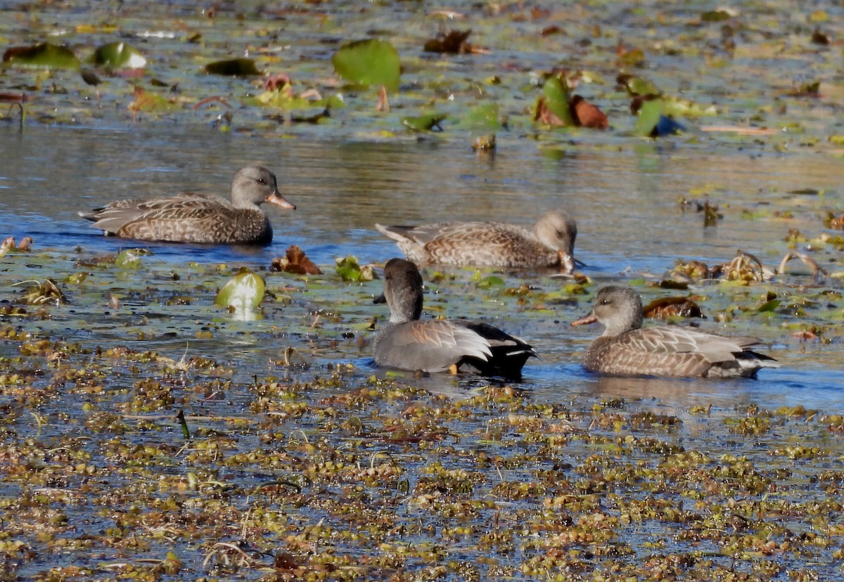 Ebird Checklist Jan St Marks Nwr Please Consider Using A More Precise Location