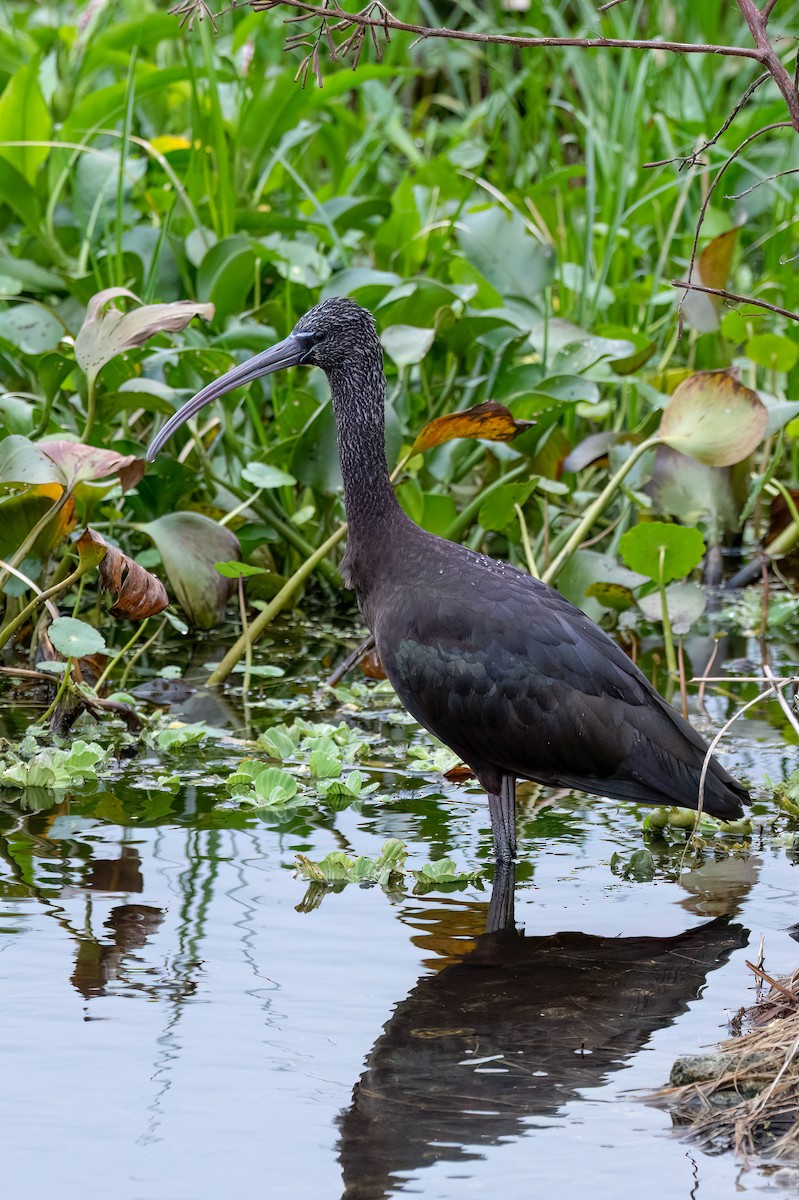 ibis hnědý - ML613128285