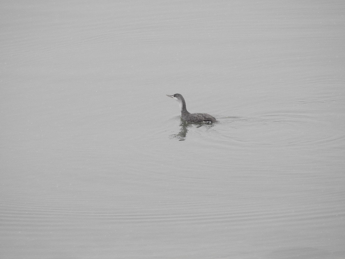Red-throated Loon - ML613128309