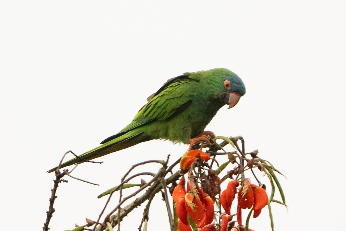 Blue-crowned Parakeet - ML613128914