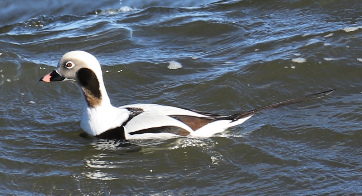 Long-tailed Duck - ML613128957