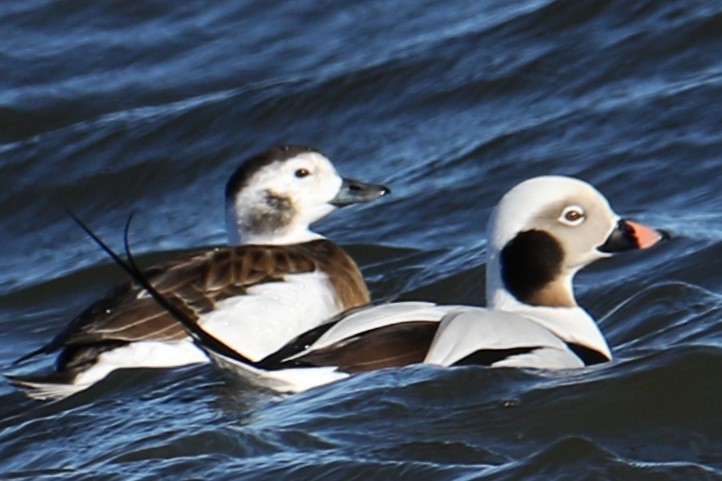 Long-tailed Duck - ML613128960