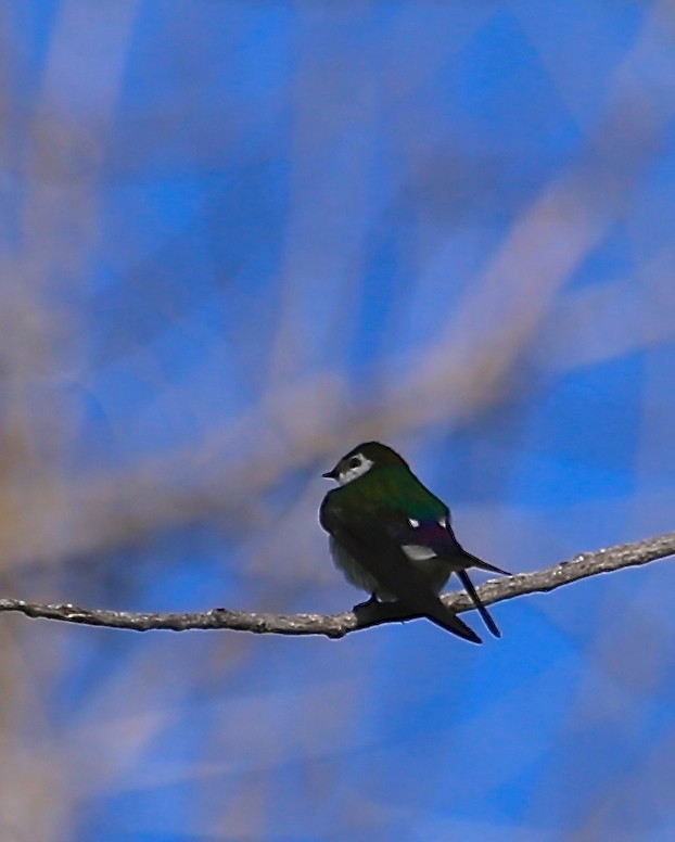 Violet-green Swallow - Ceredig  Roberts
