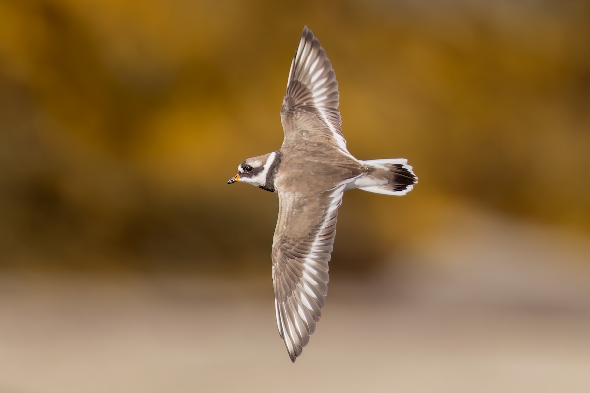Common Ringed Plover - ML613129631