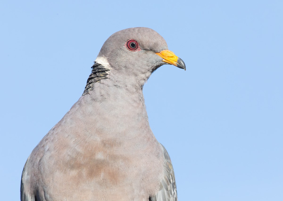 Band-tailed Pigeon - ML613129856