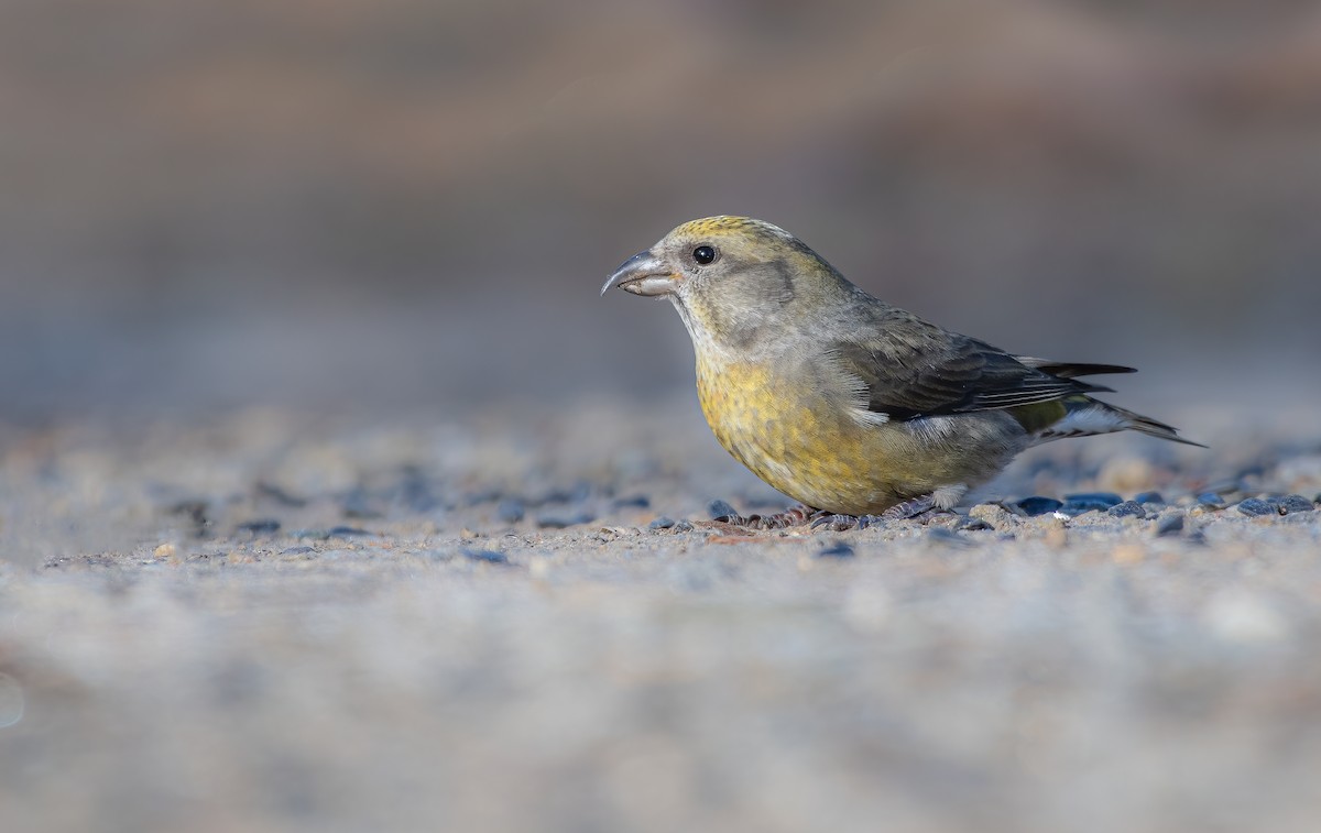 Red Crossbill (Northeastern or type 12) - ML613129904