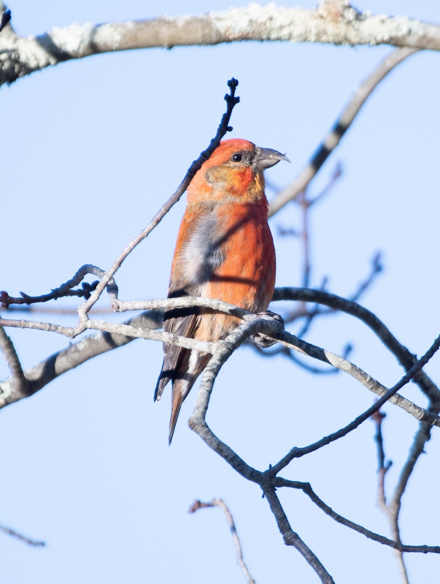 Red Crossbill (Northeastern or type 12) - ML613129905