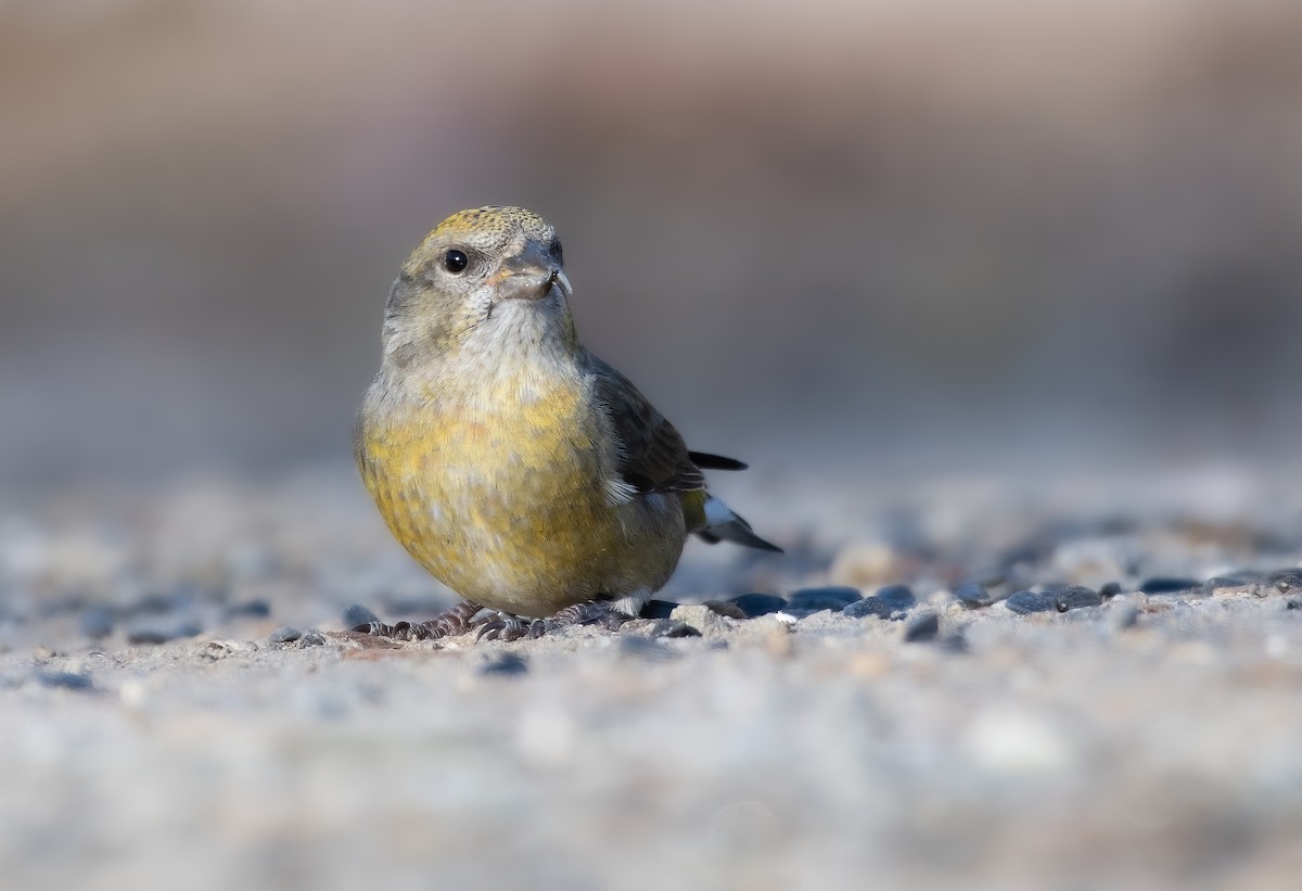 Red Crossbill (Northeastern or type 12) - ML613129961