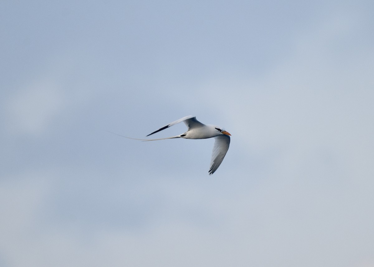 White-tailed Tropicbird - ML613130036
