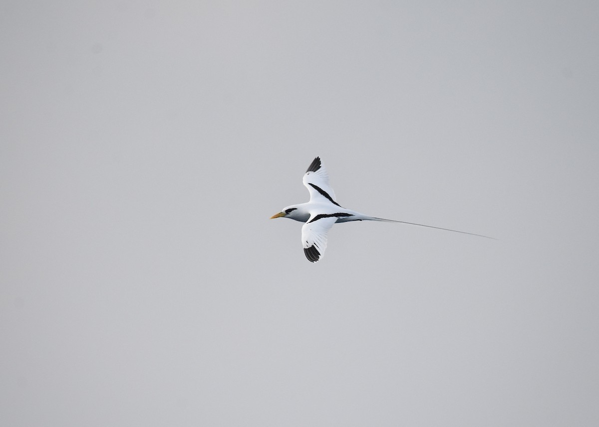 White-tailed Tropicbird - ML613130044