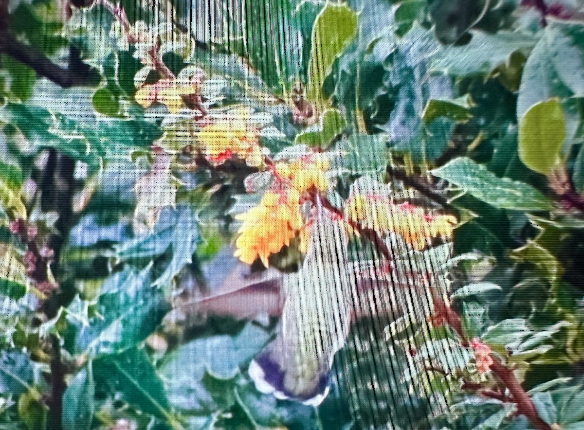 Anna's Hummingbird - ML613130256