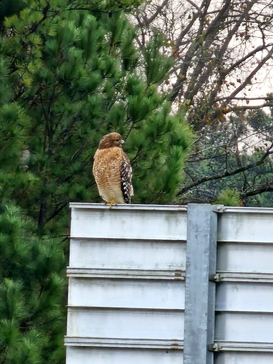 EBird Checklist 5 Jan 2024 68 U S 31 Alabaster Alabama US 33   1200