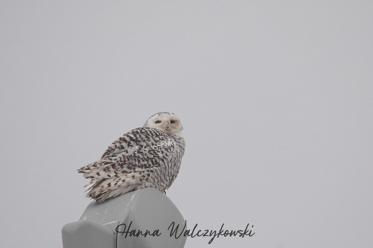 Snowy Owl - ML613130308