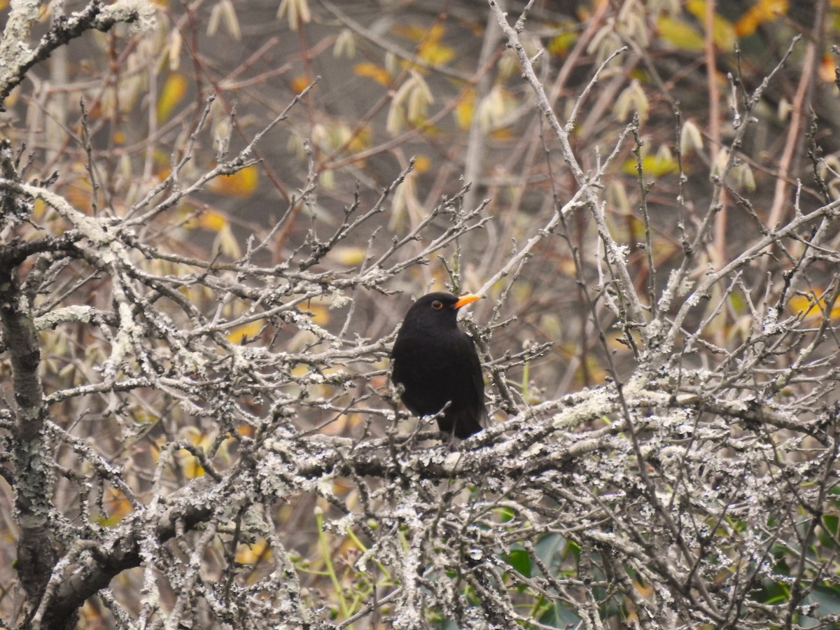 Eurasian Blackbird - ML613130646