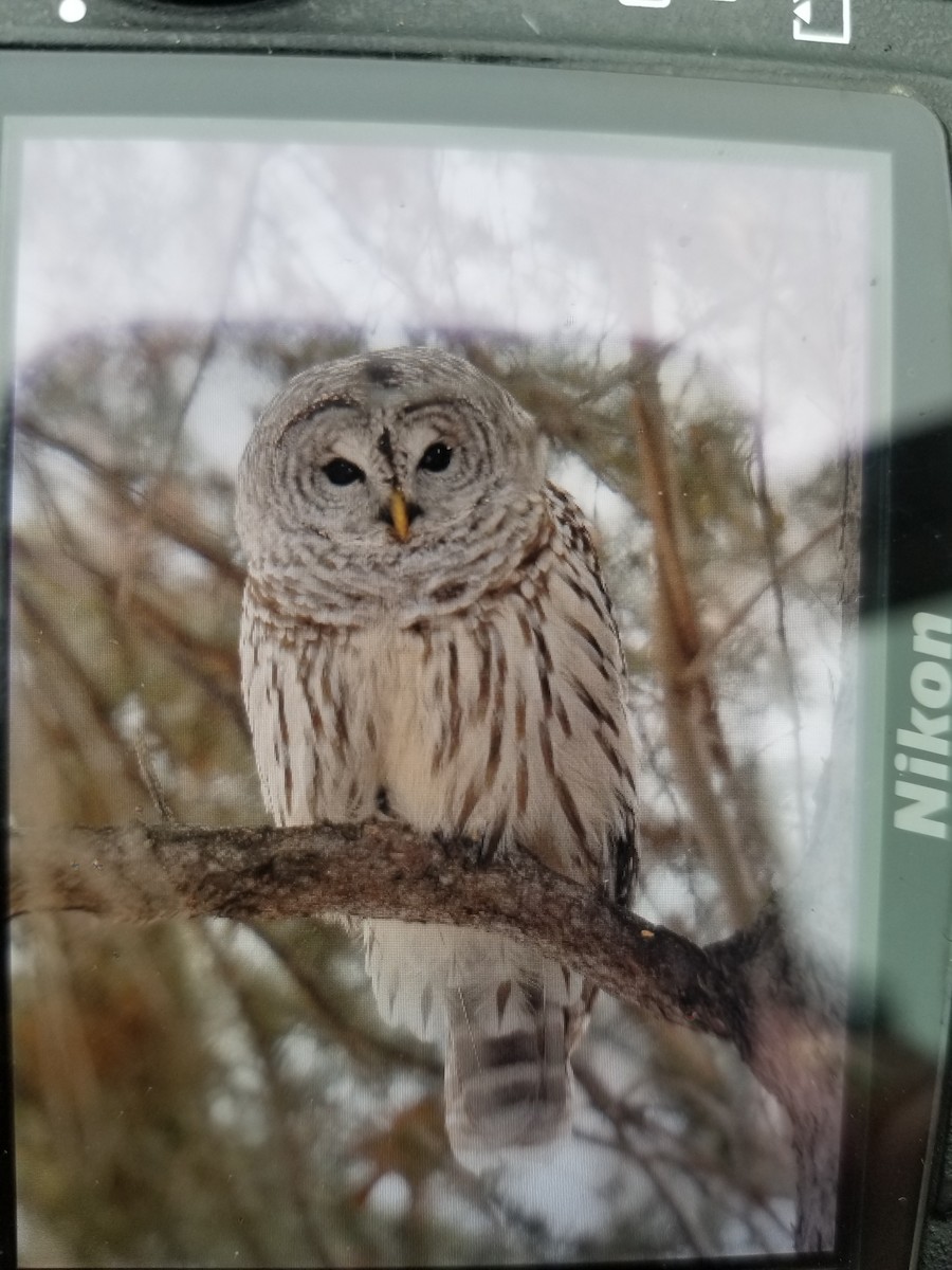 Barred Owl - ML613130658