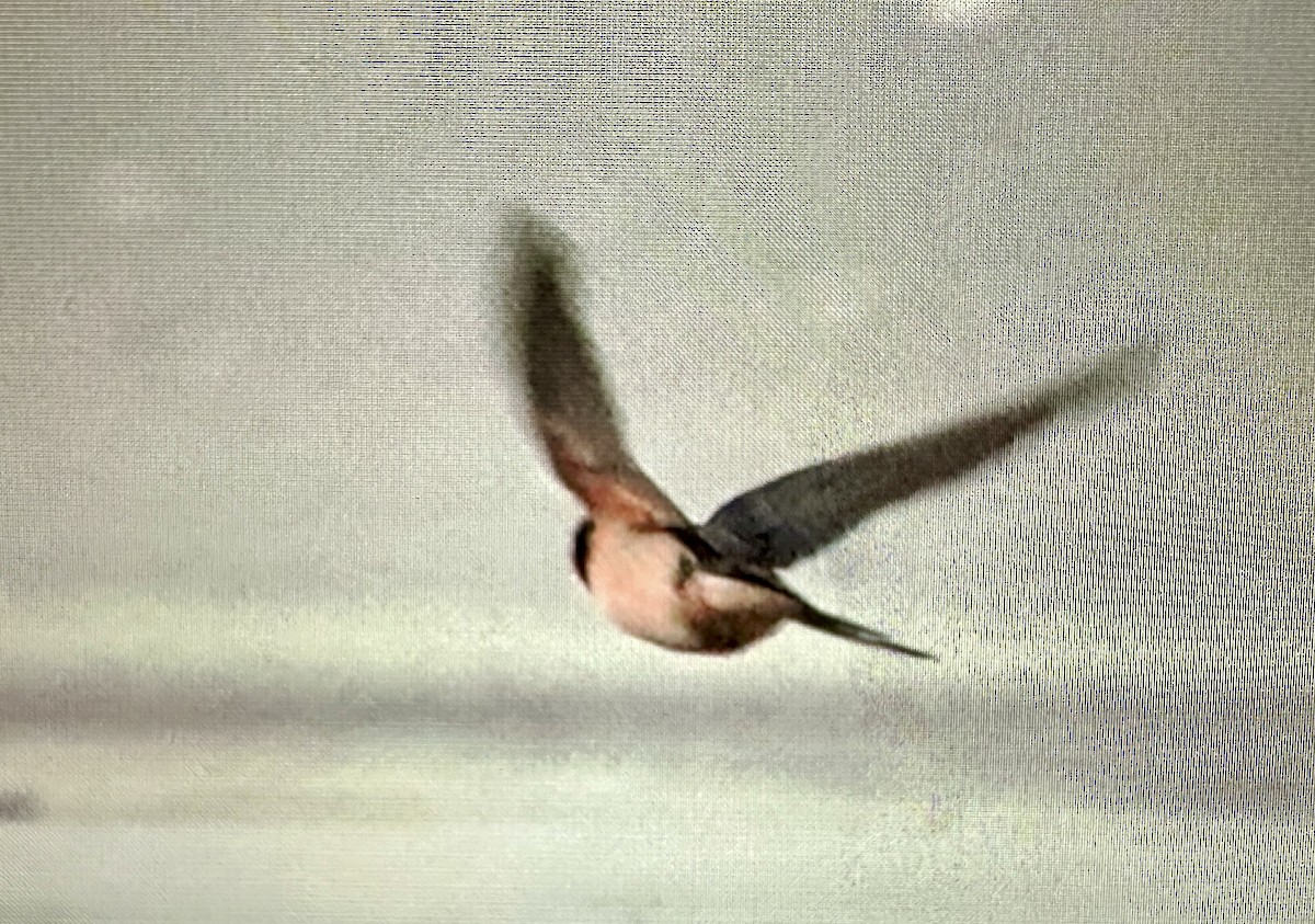 Barn Swallow - ML613130797