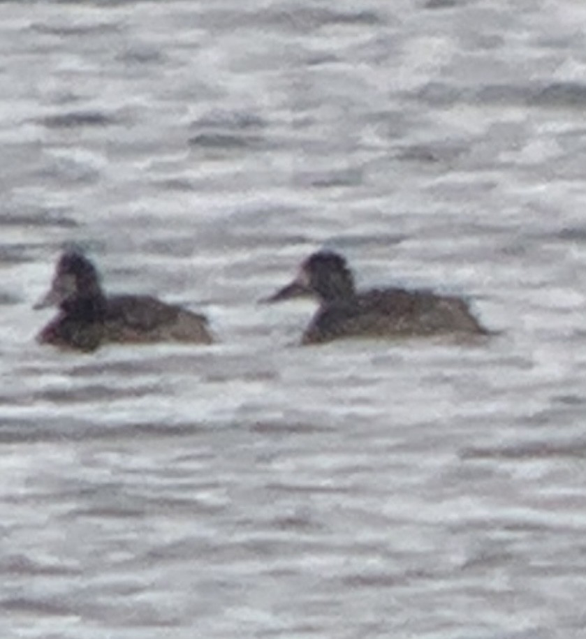 Greater Scaup - ML613130956