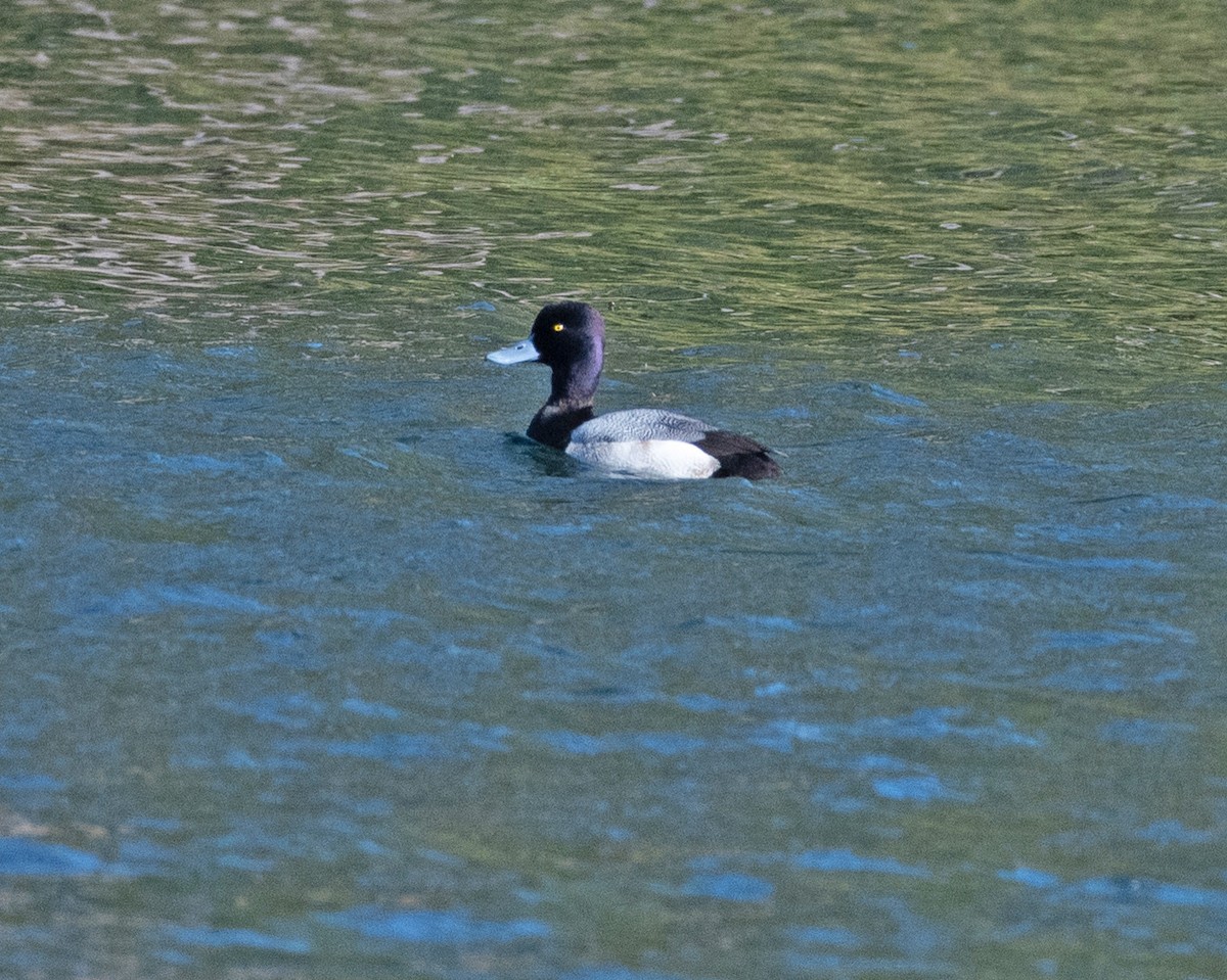 Ring-necked Duck - ML613131010