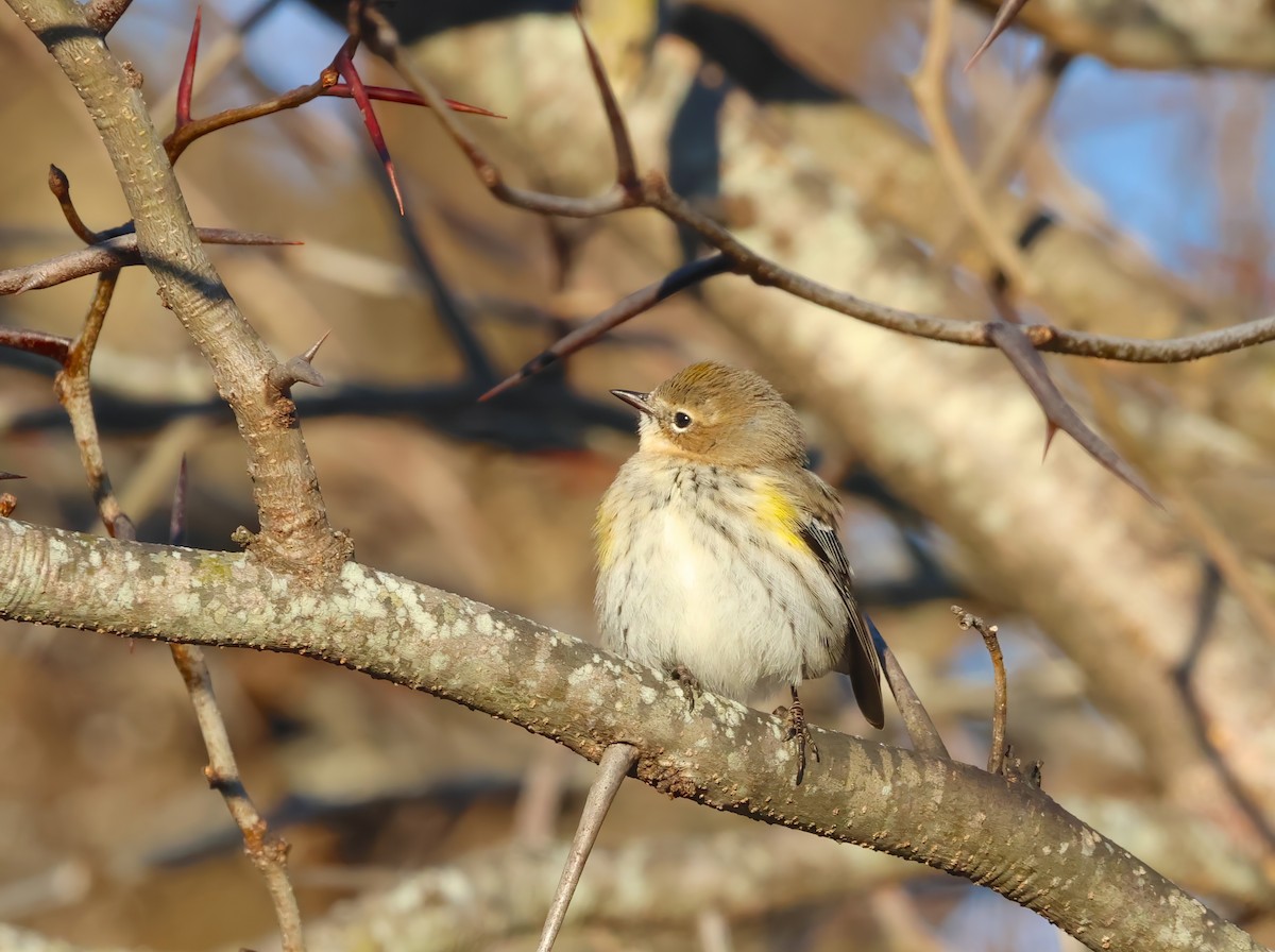 Yellow-rumped Warbler (Myrtle) - Anir Bhat