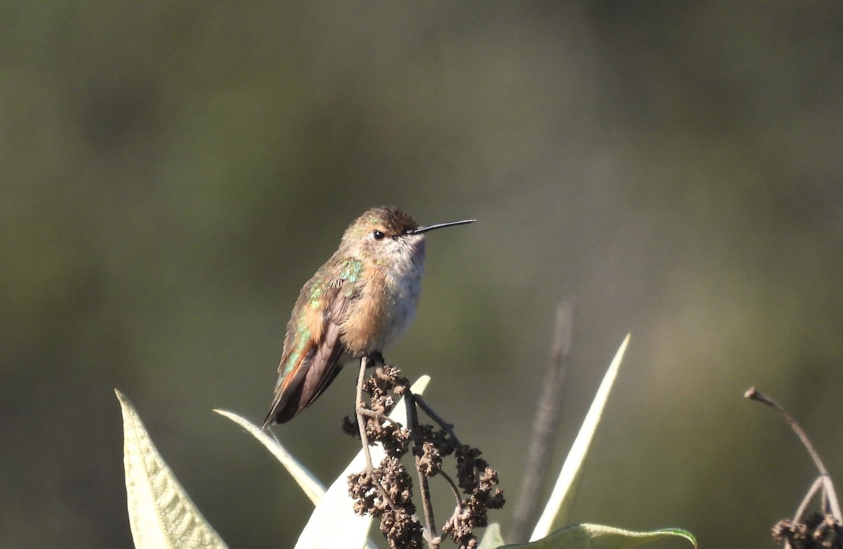 Rufous Hummingbird - Carlos Mancera (Tuxtla Birding Club)