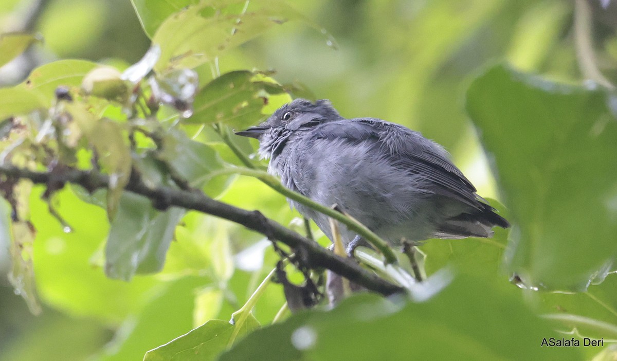 Gray-throated Tit-Flycatcher - Fanis Theofanopoulos (ASalafa Deri)
