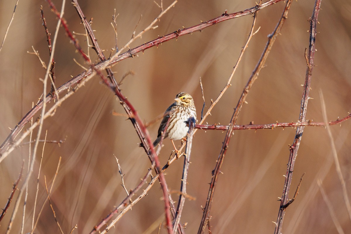 Savannah Sparrow - ML613131565