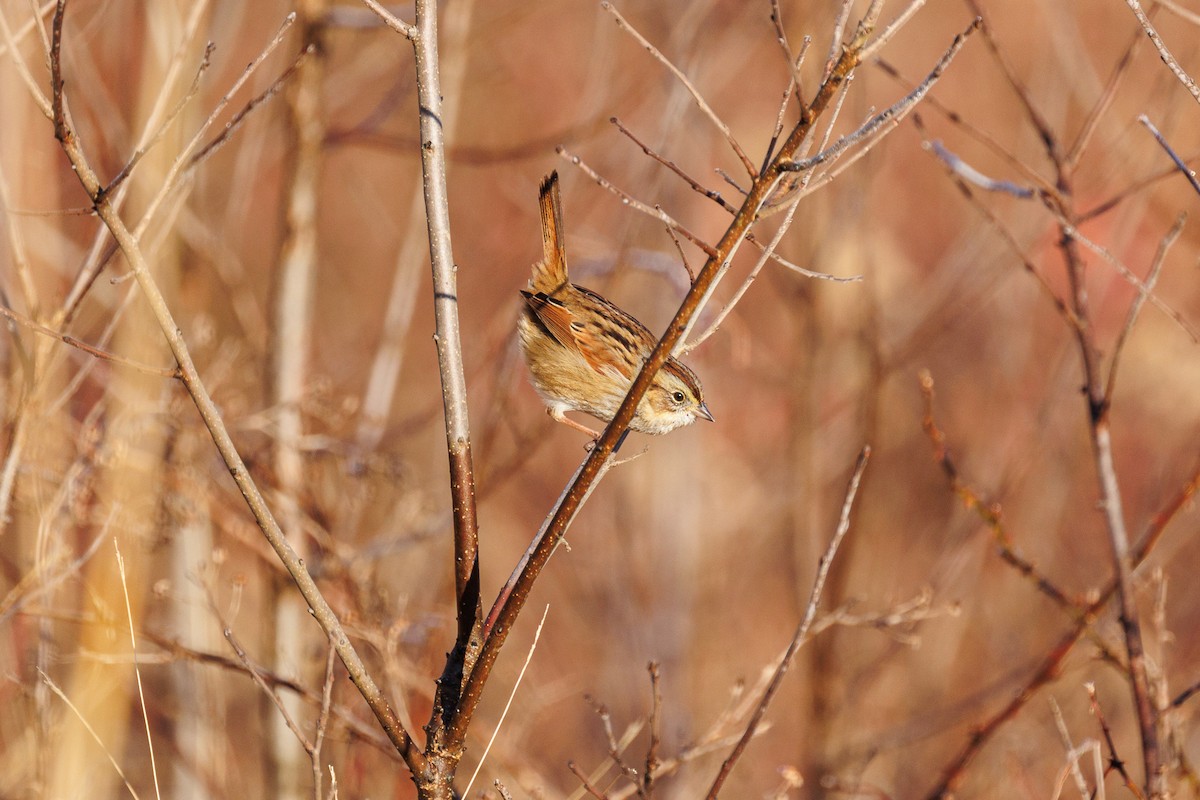 Swamp Sparrow - ML613131587