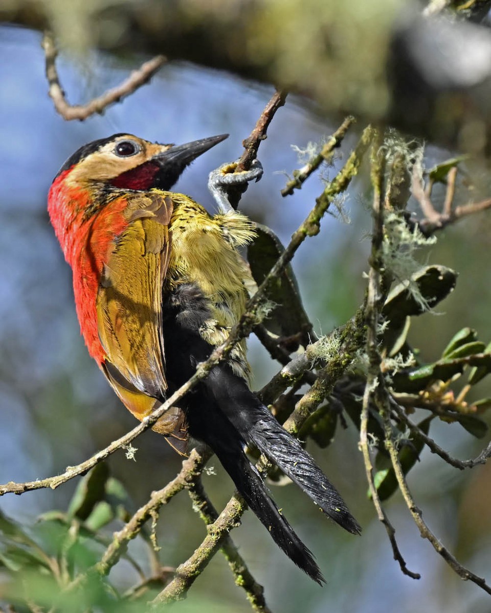 Crimson-mantled Woodpecker - ML613132137