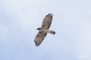 Ayres's Hawk-Eagle - ML613132138