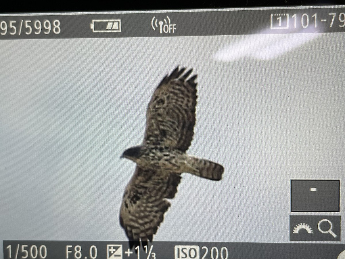 Ayres's Hawk-Eagle - ML613132139