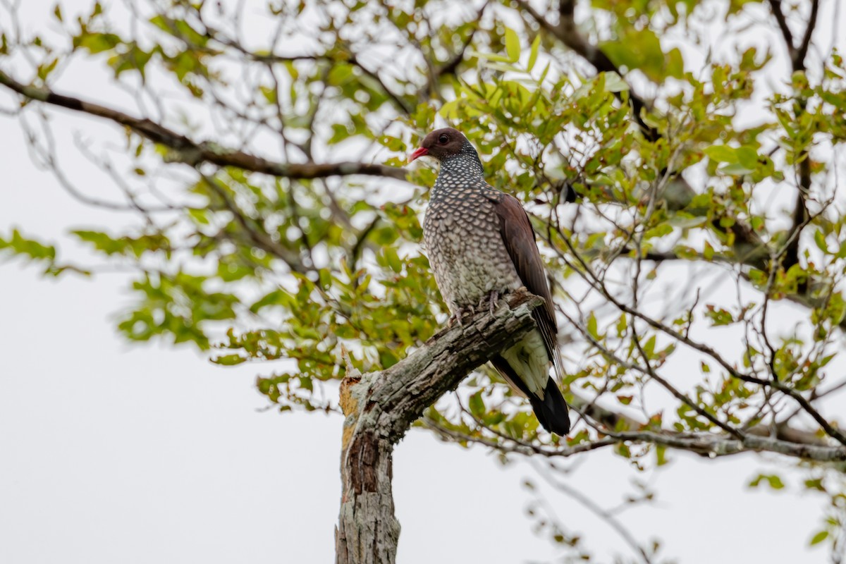 Scaled Pigeon - ML613132212