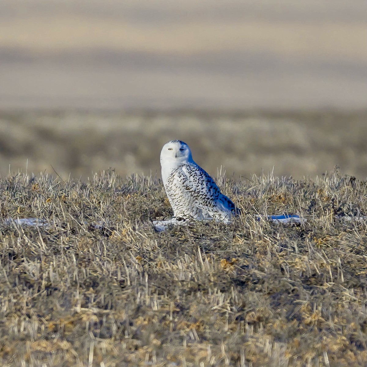 Snowy Owl - ML613132408