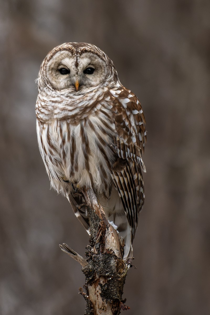 Barred Owl - Lory Cantin