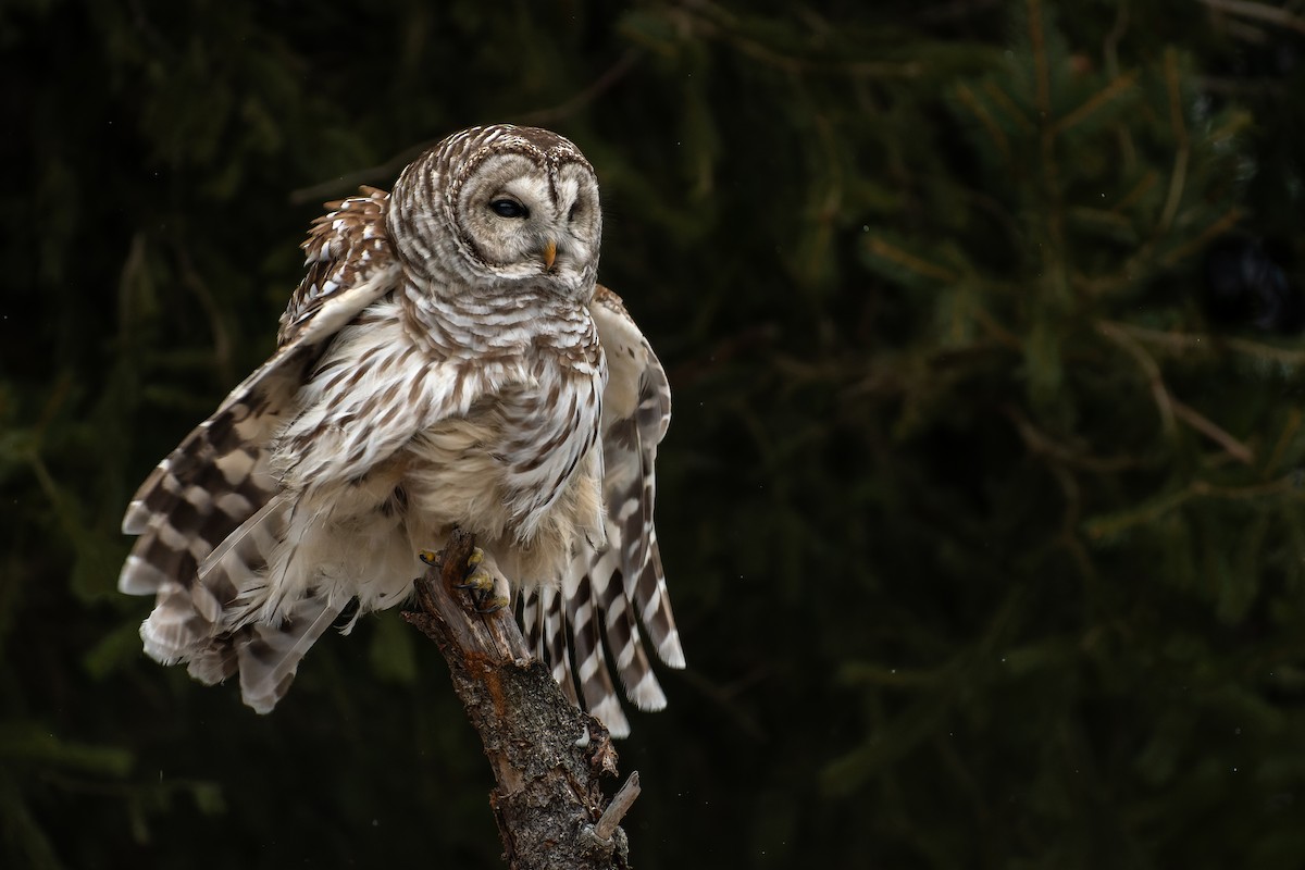 Barred Owl - ML613132423