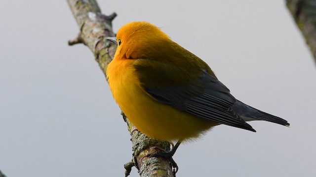 Prothonotary Warbler - ML613132620