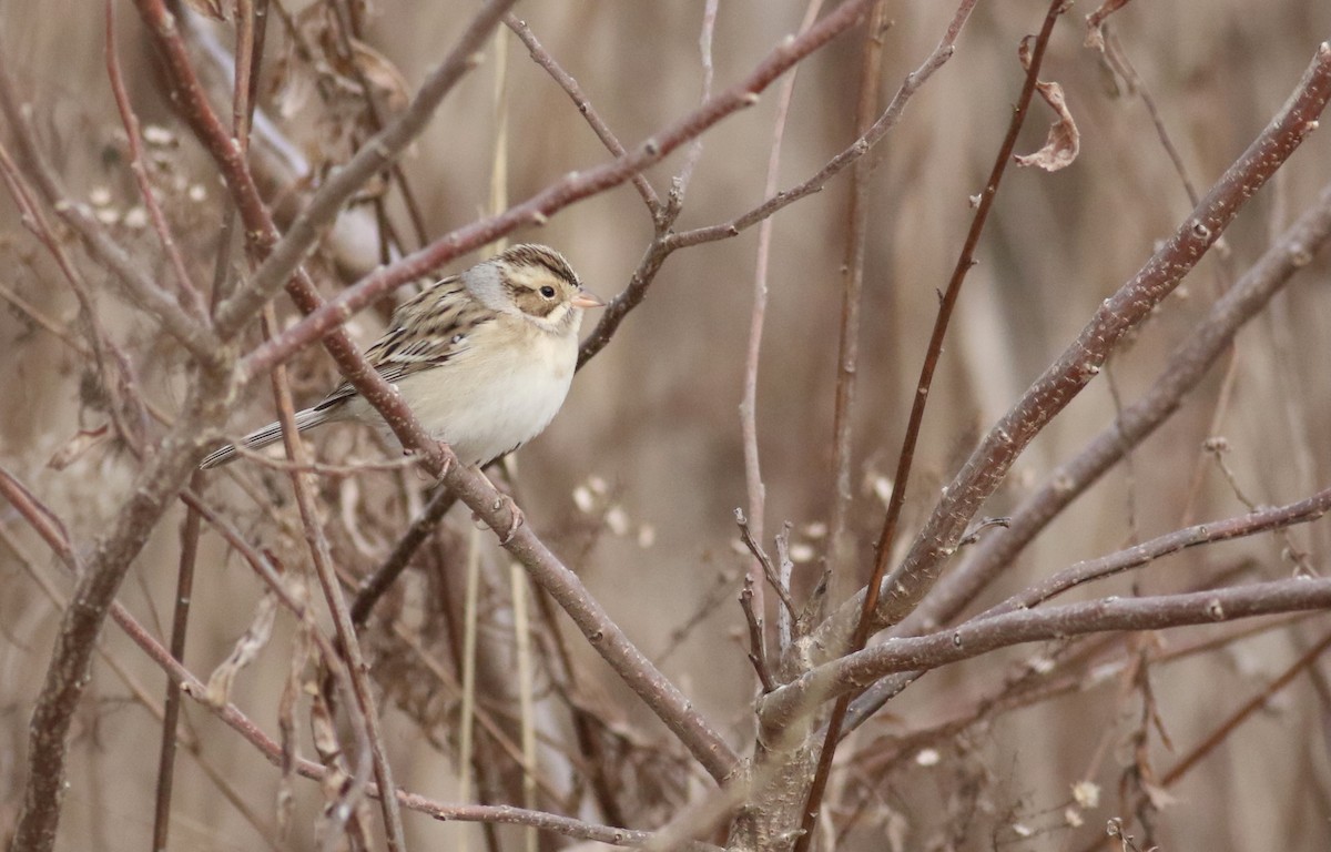 Clay-colored Sparrow - ML613132631